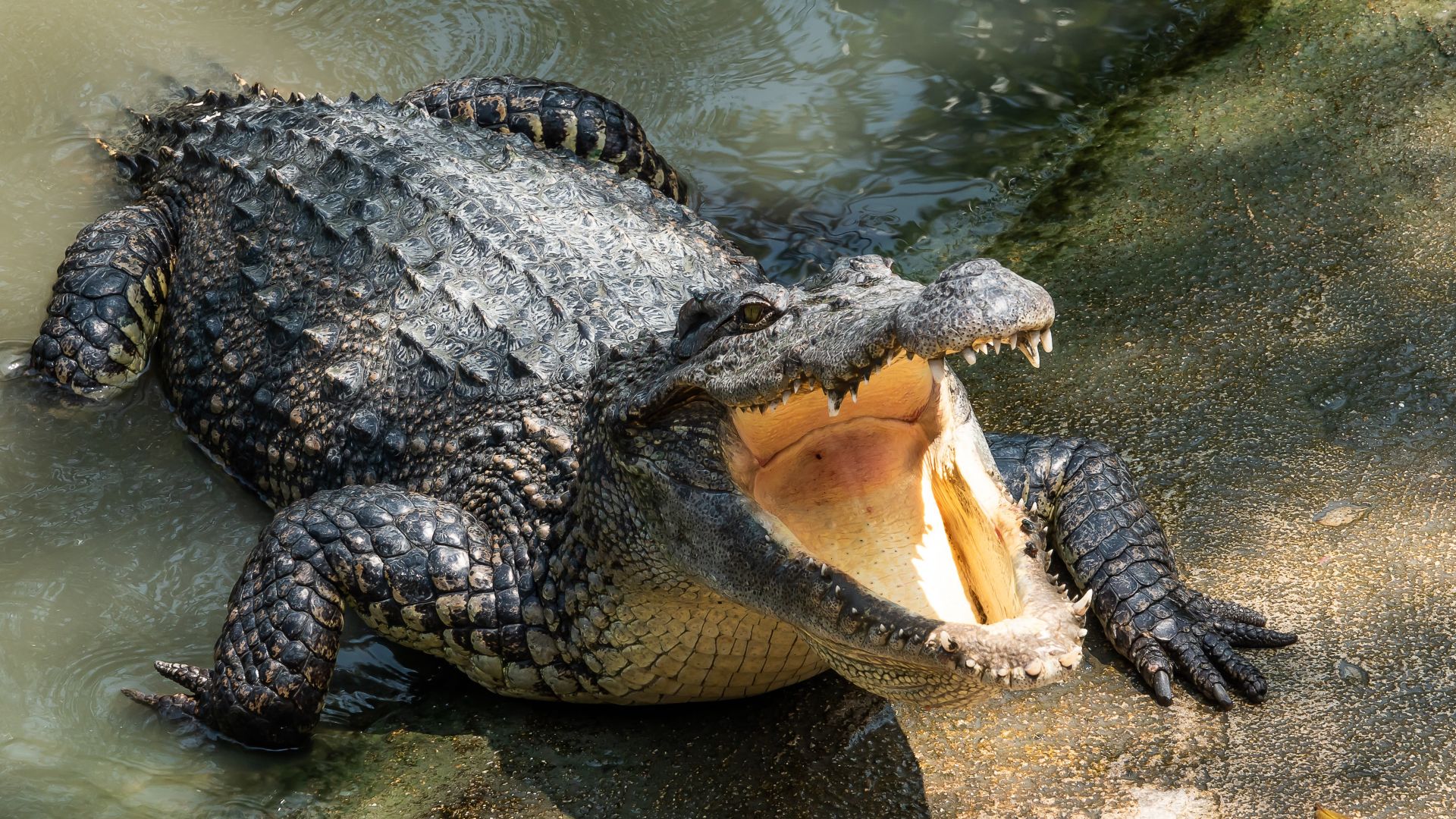 Невероятно: Крокодил се появи в река в Германия
