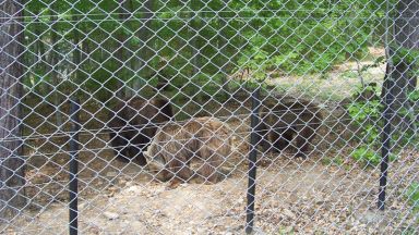 Танцуващите мечки Истински истории за тоталитарна абстиненция излиза в превод