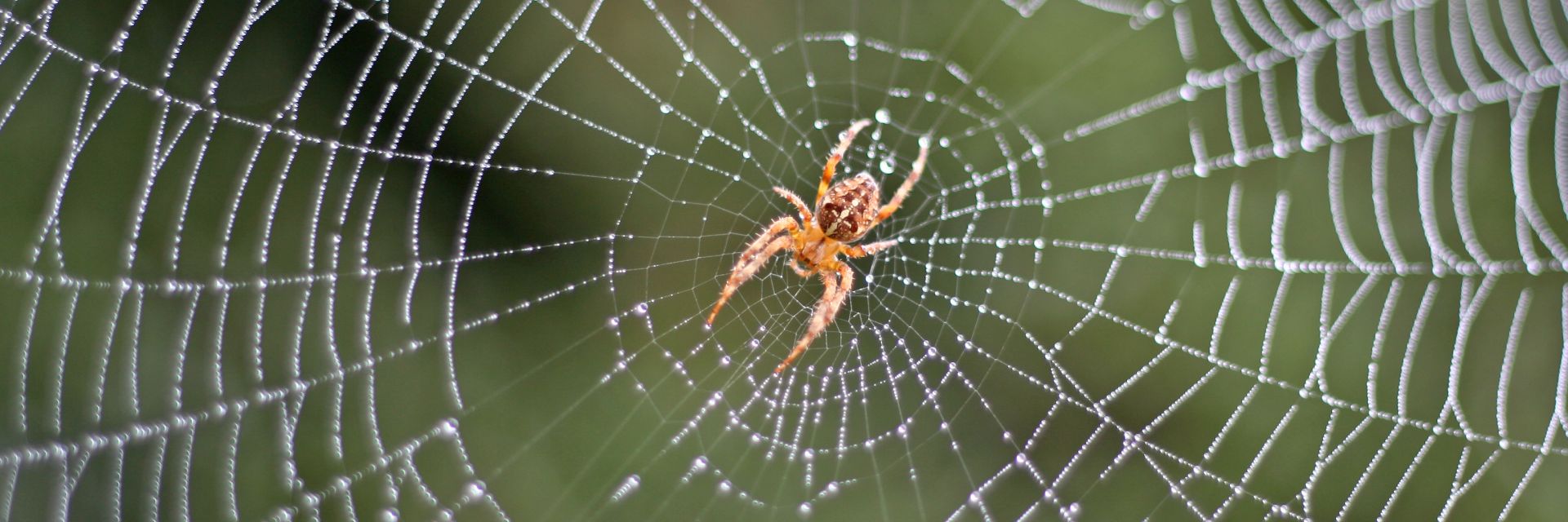 Паяците могат да плетат мрежите си дори и в Космоса