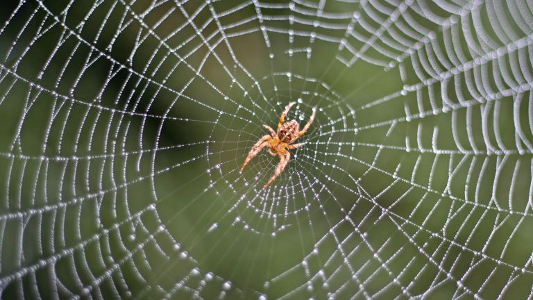 Паяци вдъхновиха разработката на уникален антибактериален материал