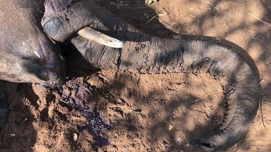 Масова смърт на слонове в Зимбабве: властите недоумяват каква е причината