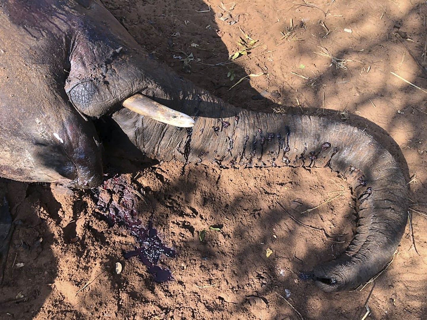 12 мъртви слона бяха намерени в гората Пандамасуе, между националния парк Хванге и водопада Виктория