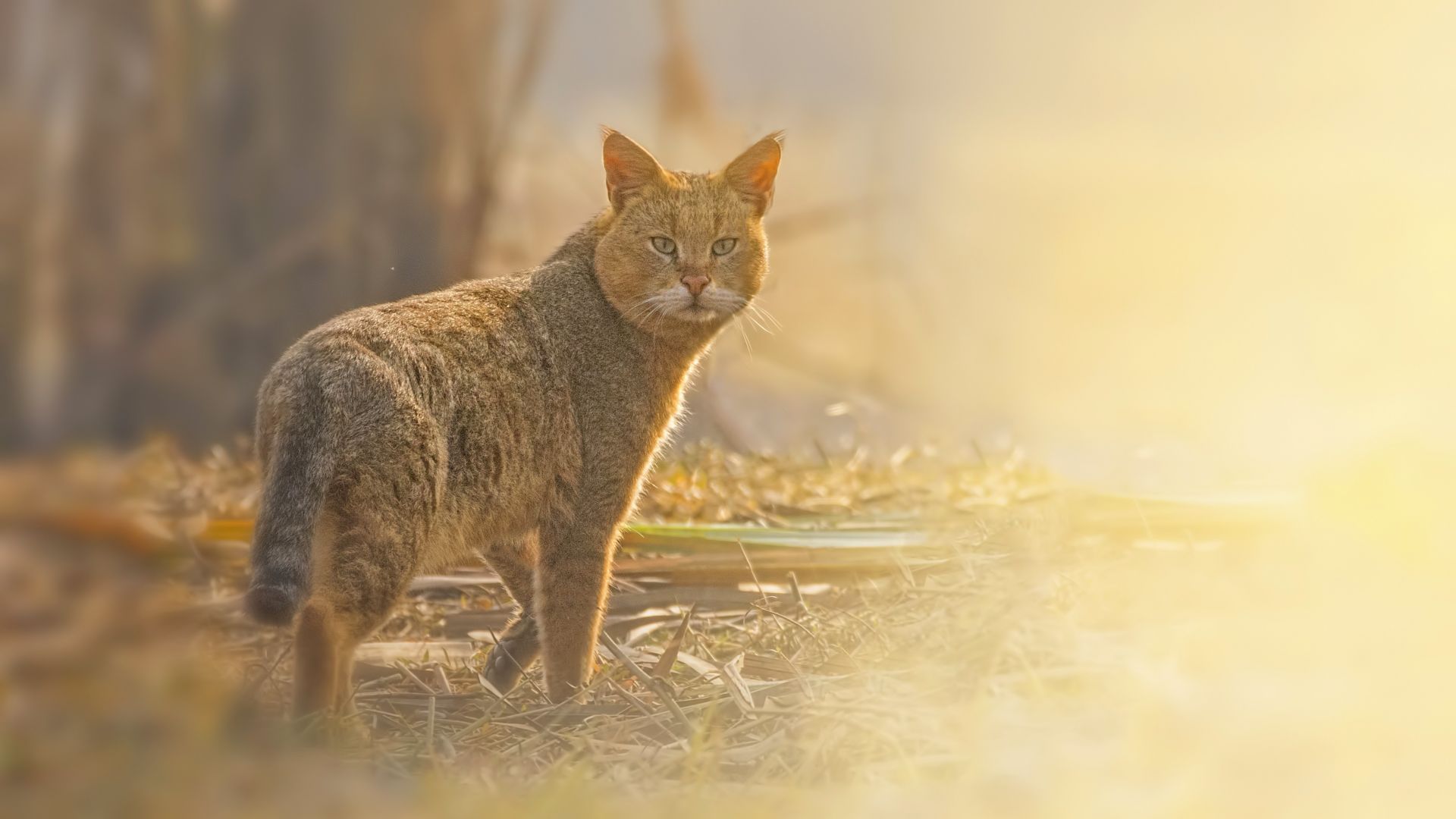  Наши учени заснеха редки кадри на северния подвид на тръстиковата котка