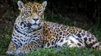 Пожари заплашват най-голямото местообиталище на ягуари в света