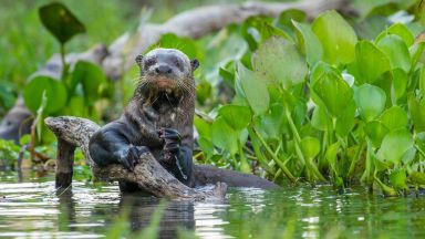 Светът е изгубил над две трети от популациите си от