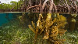 Половината от мангровите гори в света са застрашени от унищожение