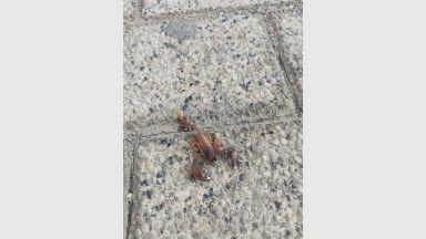 Пловдивчани отново пропищяха от нашествие на скорпиони в града През