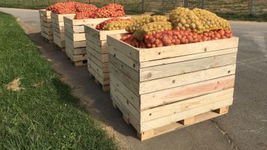 Десетки тонове картофи раздава на социално слаби кюстендилци и на