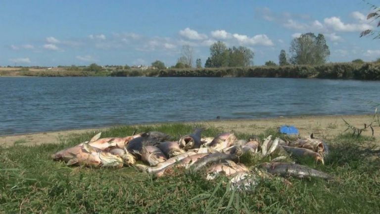 Басейнова дирекция и РИОСВ-Бургас проверяват сигнал за мъртва риба в