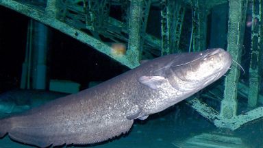 Дешифрираха генома на сома