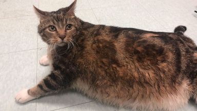 Котката Лазаня е подложена на диета и фитнес режим