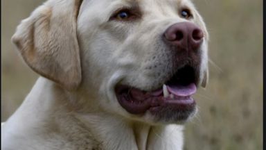 Задържан е мъж застрелял кучето на съседа си в плевенското