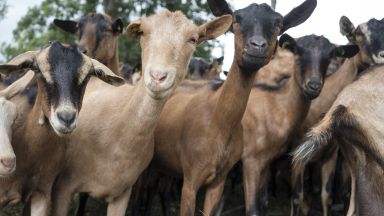 Кози се превърнаха в атракция за пловдивчани Няколко дни животните