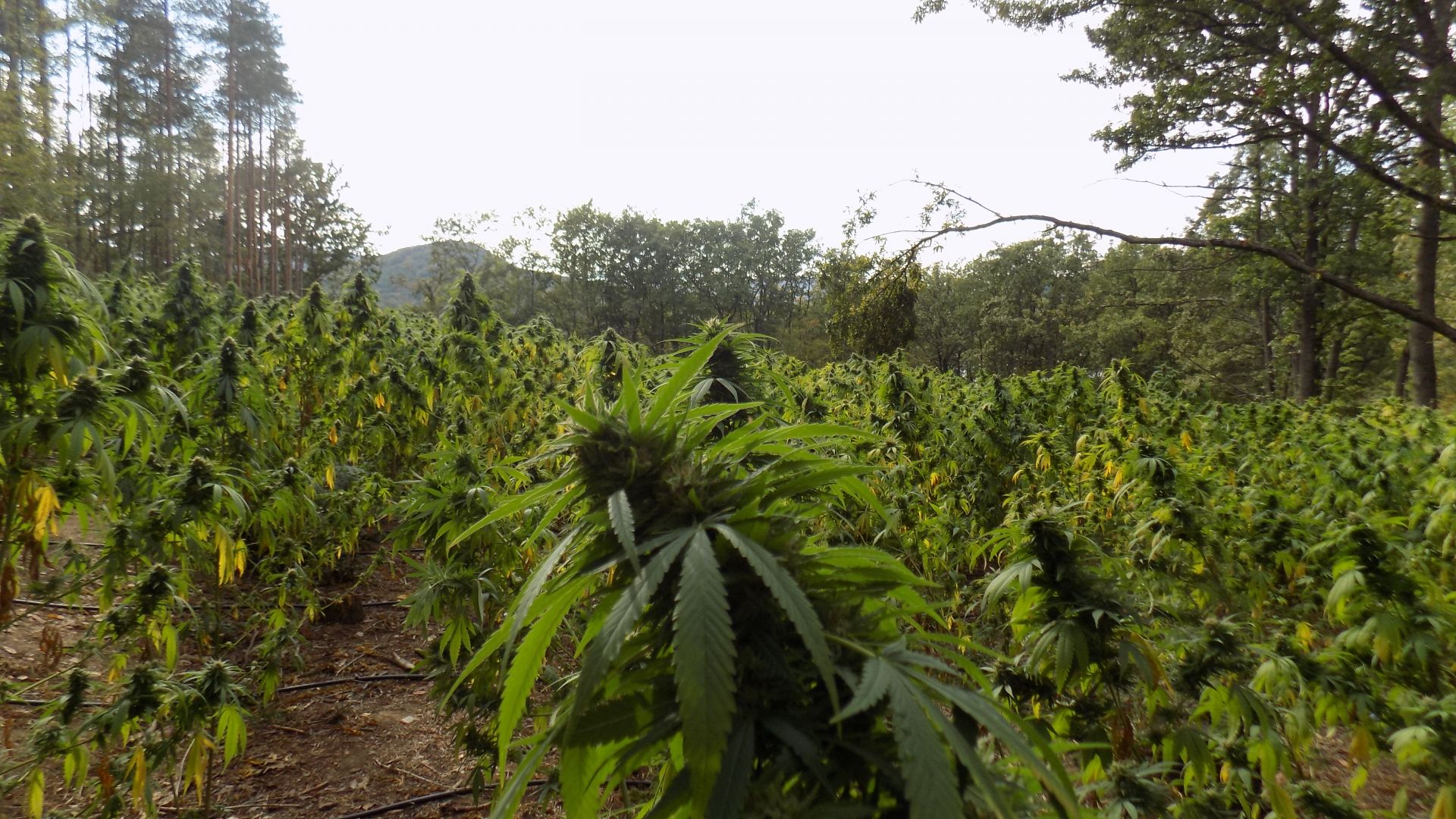 Голландия плантации марихуаны в сша запретили марихуану