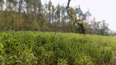 Мащабна специализирана полицейска операция за противодействие на производството и разпространението