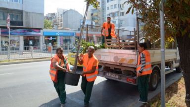 40 нови дръвчета от вида кестен липа японска вишна декоративен