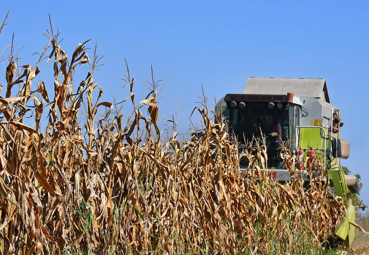 Средният добив на царевицата за 2020 г. е 494 кг/дка при 684 кг/дка за 2019 г. . 