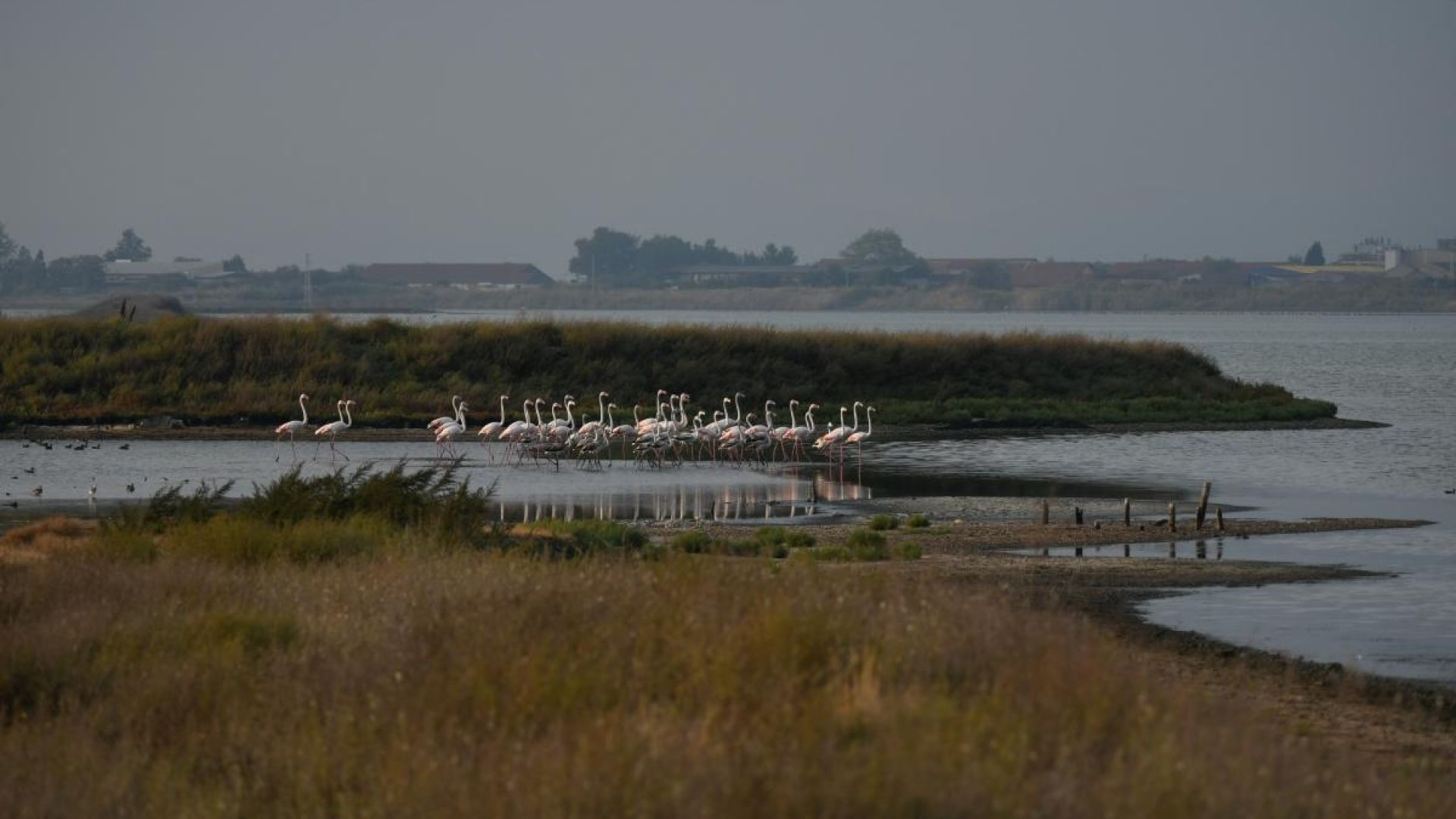 Преброиха 88 фламинги край Поморийското езеро