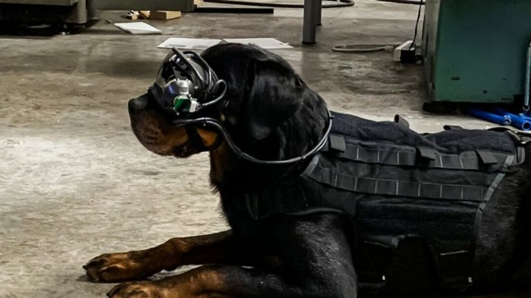 Пентагонът слага умни очила на бойните си кучета