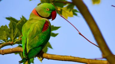 Зелени папагали завземат Истанбул (видео)