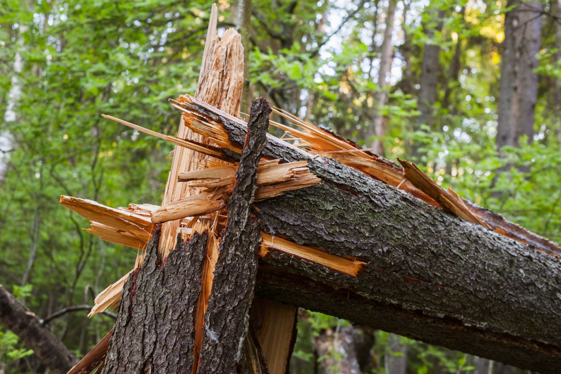 Ураганен вятър събори дървета и нанесе щети в Смолян