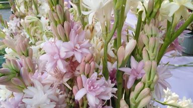 Базарът Флора Есен започва от днес в Бургас Цветното изложение