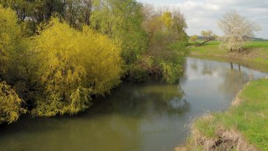 Голямо количество мъртви шарани изплува по поречието на река Тунджа Сигналът