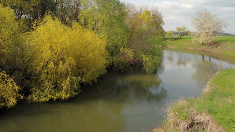 Голямо количество мъртви шарани изплува по поречието на река Тунджа.
