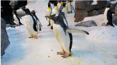 Най-възрастният пингвин в света живее в датски зоопарк (видео)