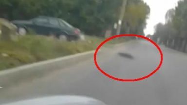  Шофьор е сниман да влачи куче, вързано за колата му (видео) 