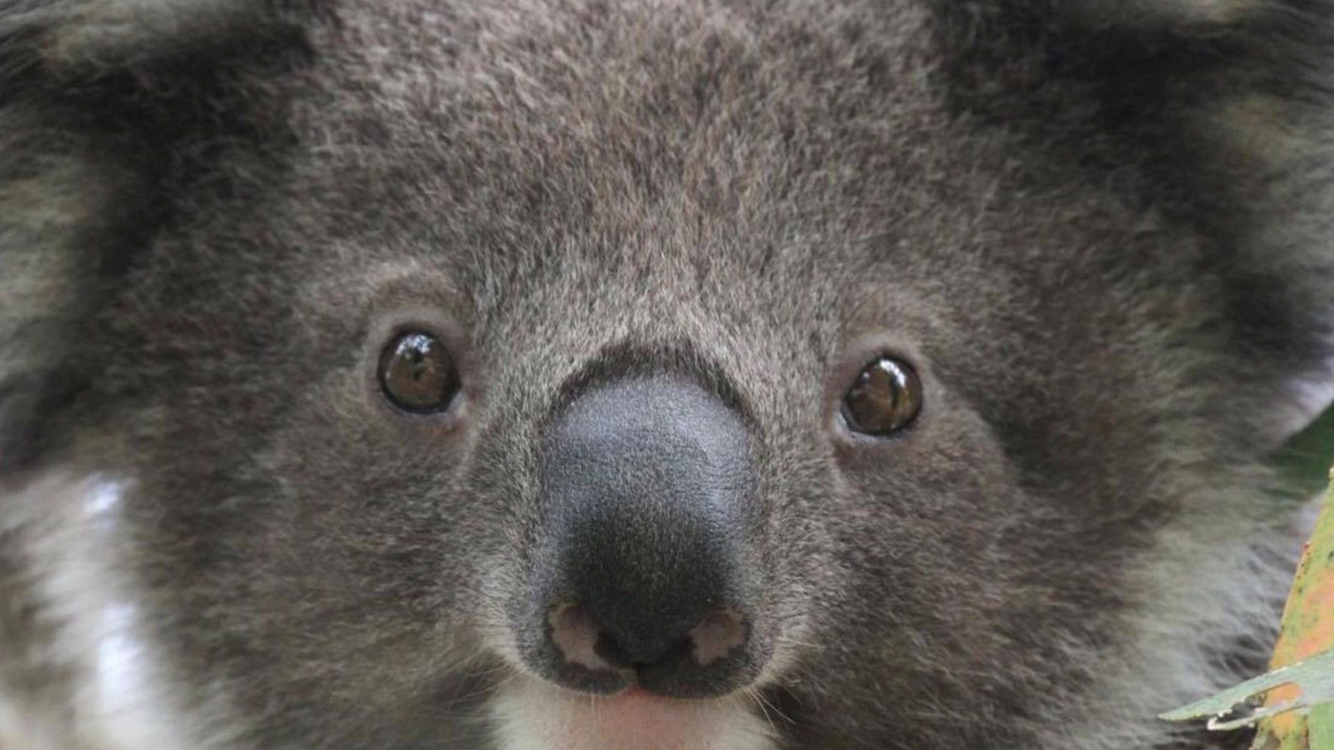 Зоолози показаха как ръмжи сърдита коала (видео)