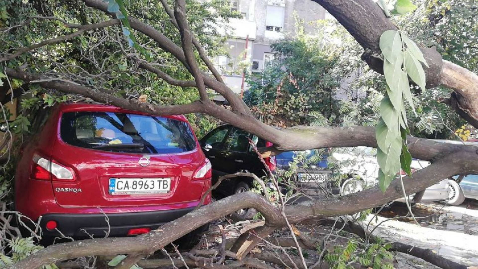 Голямо дърво рухна върху коли в центъра на Пловдив