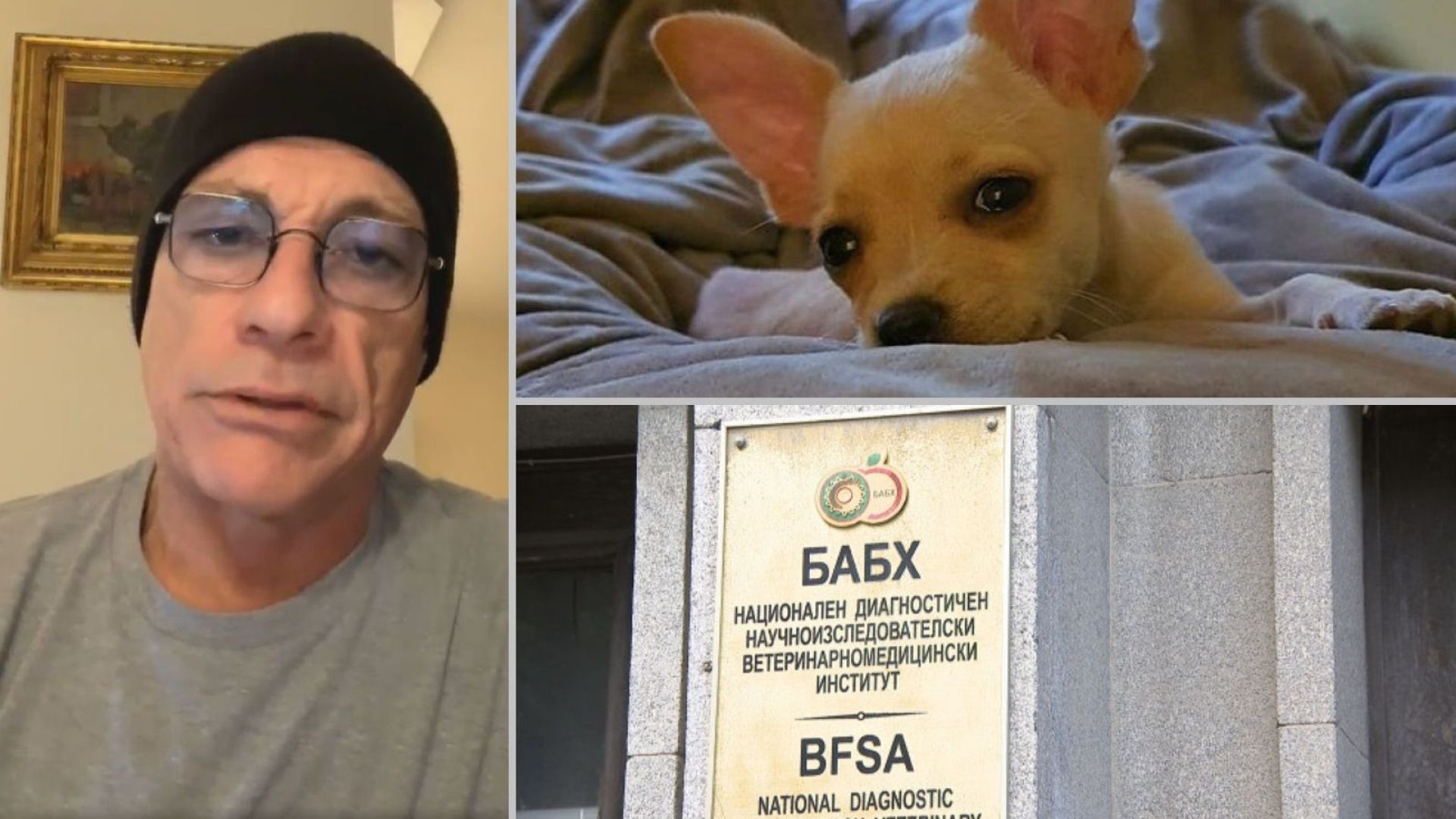 Глобяват ветеринаря, помогнал нелегално за извеждането на кучето Рая в Норвегия