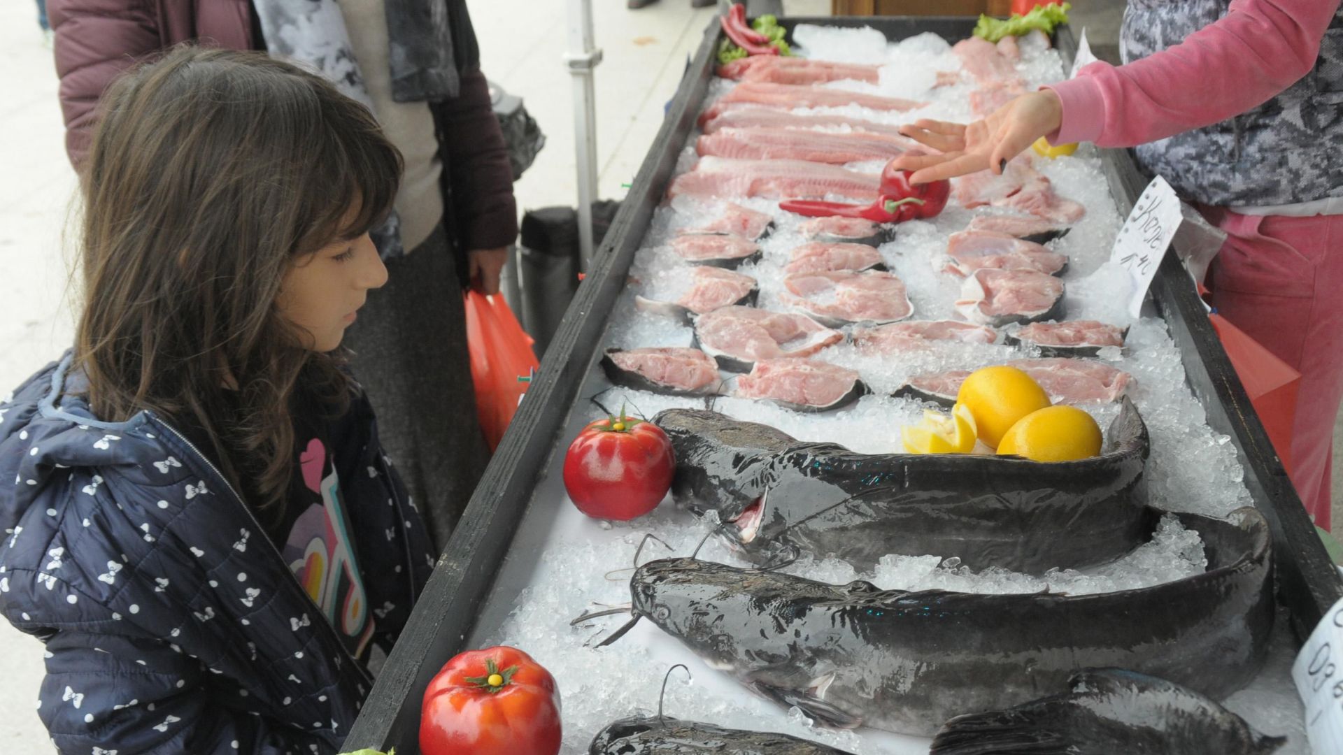 40-килограмов сом е една от атракциите на рибния фестивал в Бургас