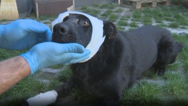 Софийска районна прокуратура се самосезира след телевизионен репортаж за простреляно