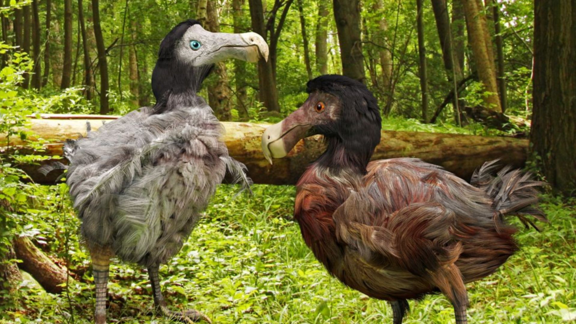 Защо са изчезнали птицата додо и гигантският лемур на Мадагаскар