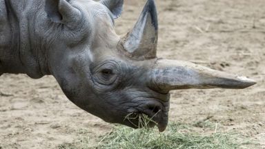 Почина най-възрастният черен носорог в света