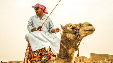 Египет: Край на язденето на камили при пирамидите