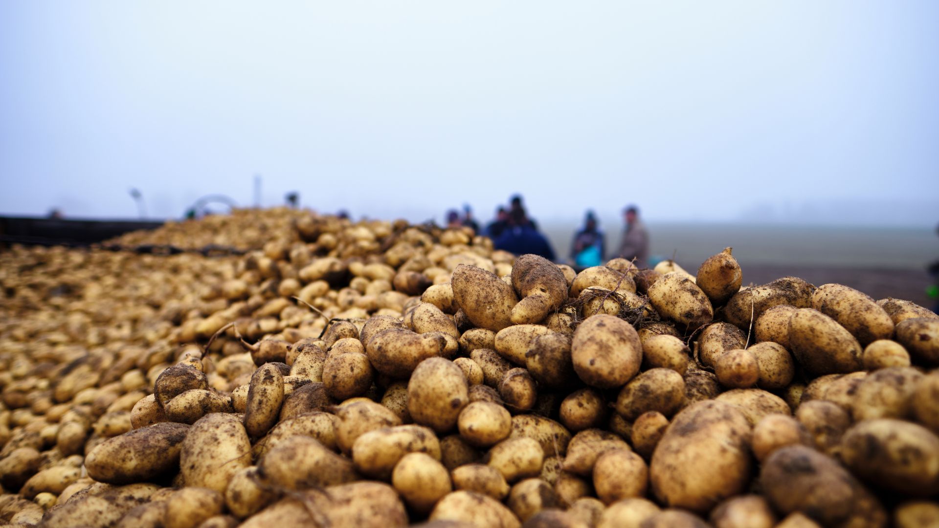 Картофът е най-поевтиняващият зеленчук, цената на краставицата скача