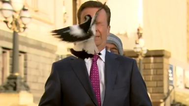 Сврака се спусна пред лицето на австралийски репортер малко преди