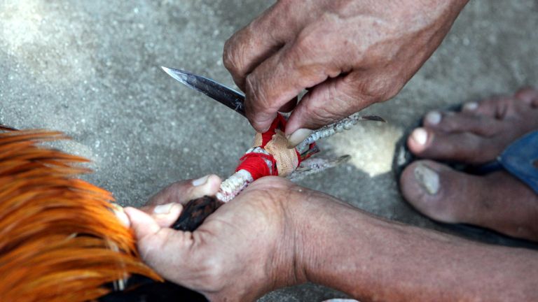 Филипински полицай бе убит от петел по време на акция