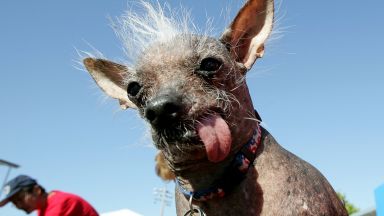  Ugly Dog Joe: Най-грозните кучета на света (снимки, видео)
