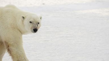 Гледай на живо белите мечки в Канада (видео)