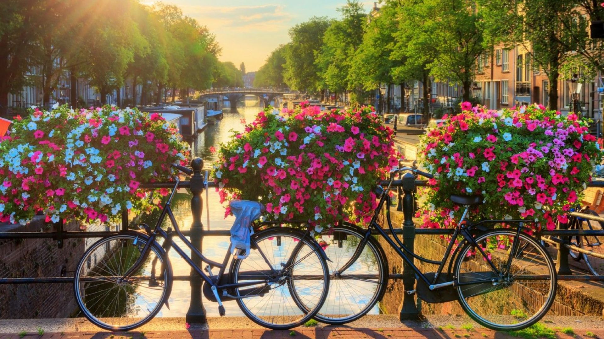 Как се справят с неправилно паркираните колела в Амстердам