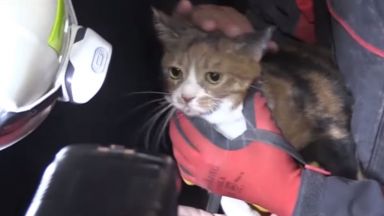 Издирвателно спасително куче помогна за откриването на котка заседнала под развалините
