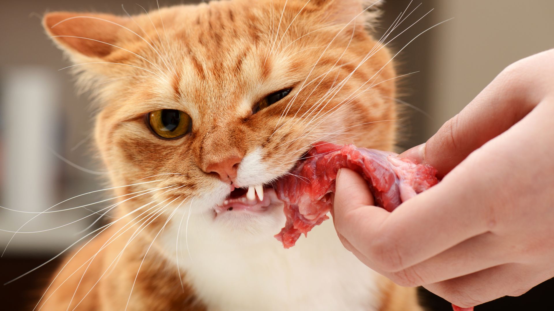 Сурова диета за вашето коте - прочетете, преди да изберете този метод на хранене!