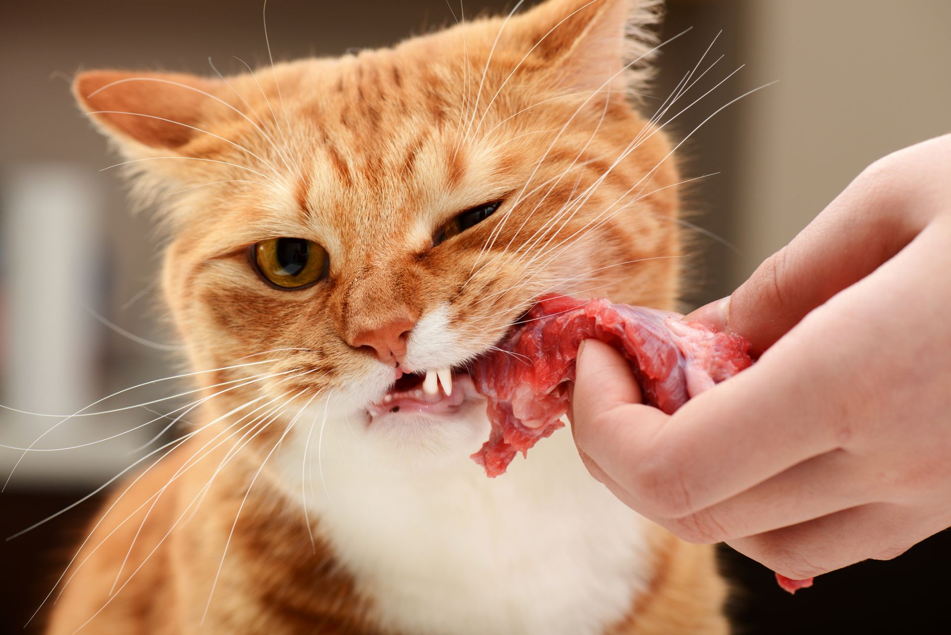 Дори котето ви много да иска сурово месо, трябва да знаете, че има доста рискове