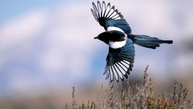Научиха свраки да носят капачки от бутилки