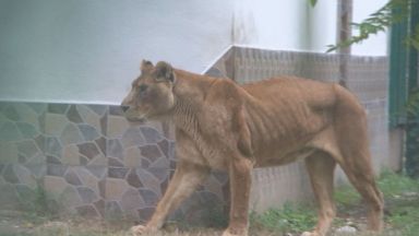 Проверяват защо е толкова слаба лъвицата Рая от зоопарка в Пазарджик 