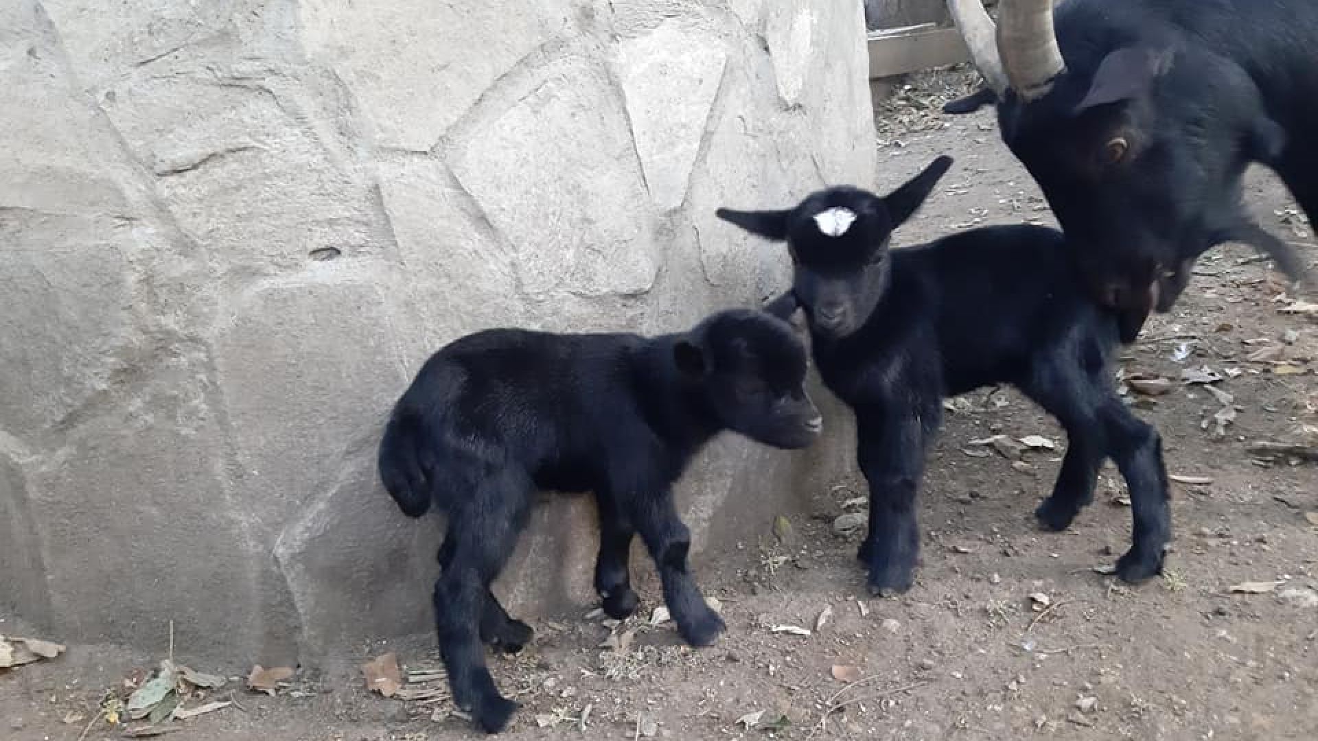 Питат варненци за имена на новородени камерунски козлета в зоопарка (снимки)